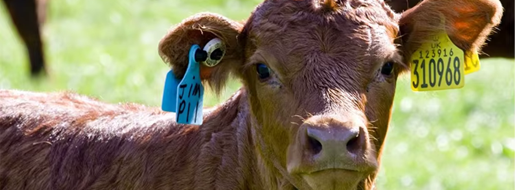 RFID para Mascotas: Tecnología para su Seguridad y Localización